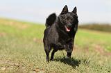 SCHIPPERKE 491